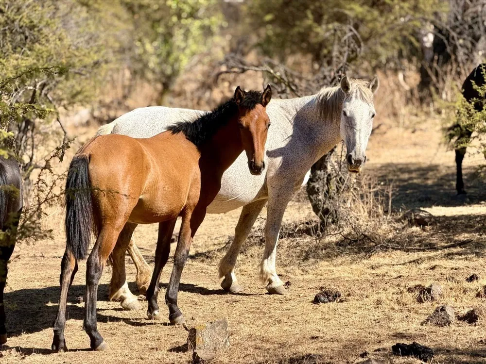Caballos en el entorno del proyecto