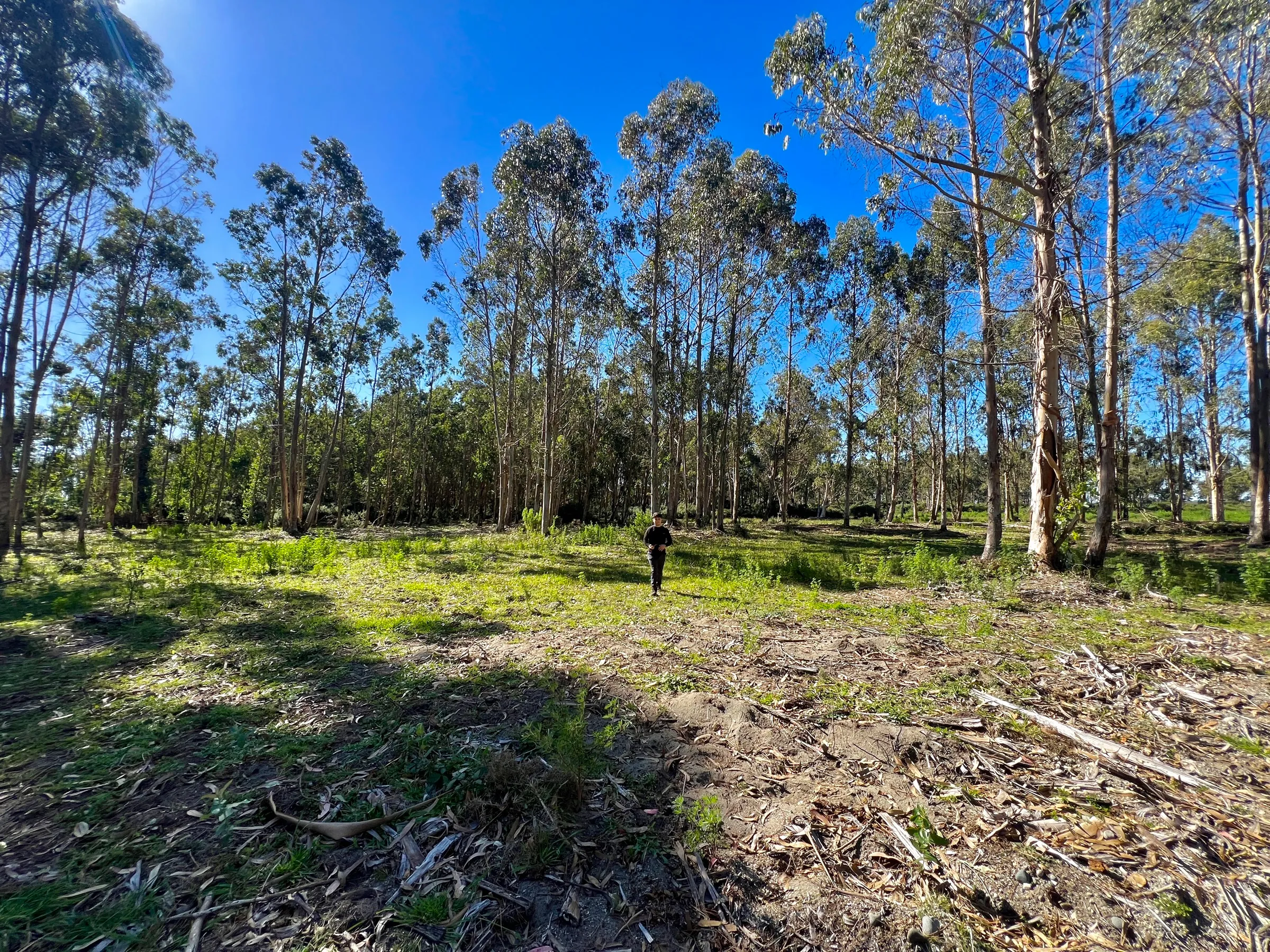 Bosque de los lotes interiores