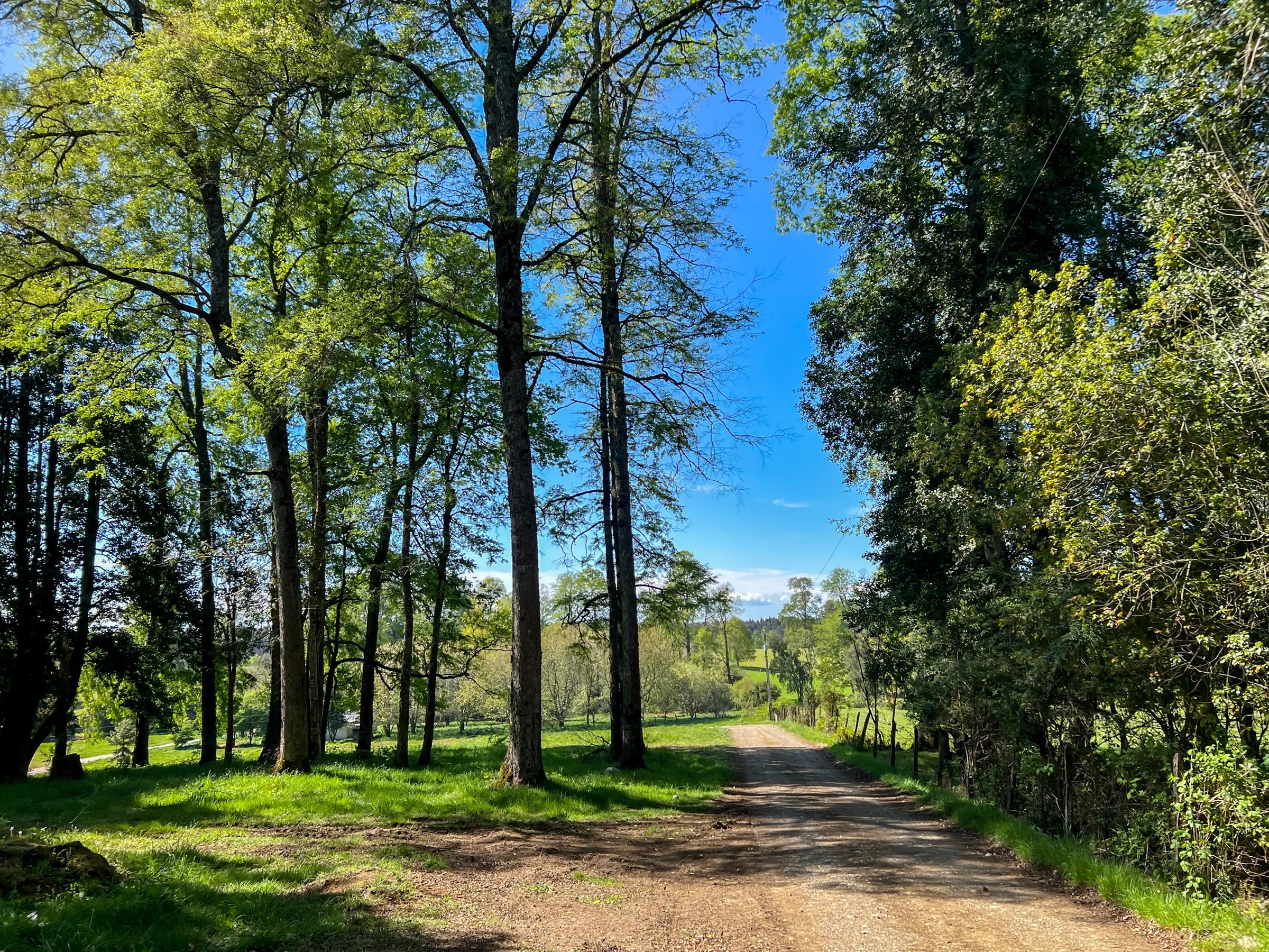 Camino entre árboles altos