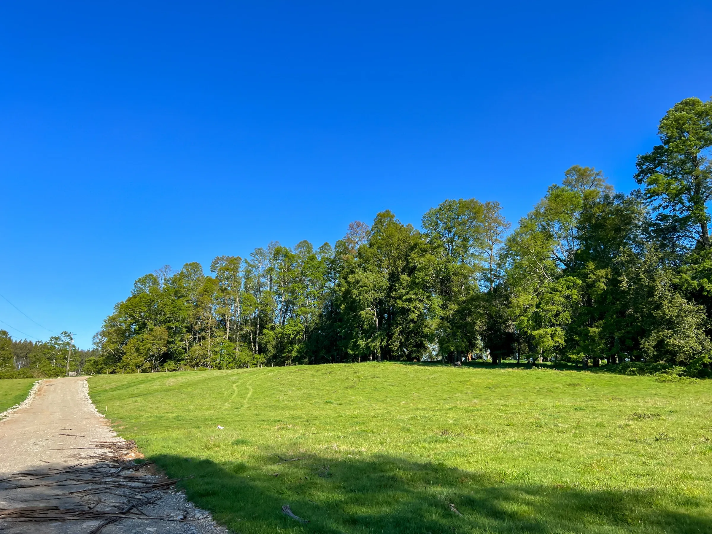 Pradera con bosque al fondo