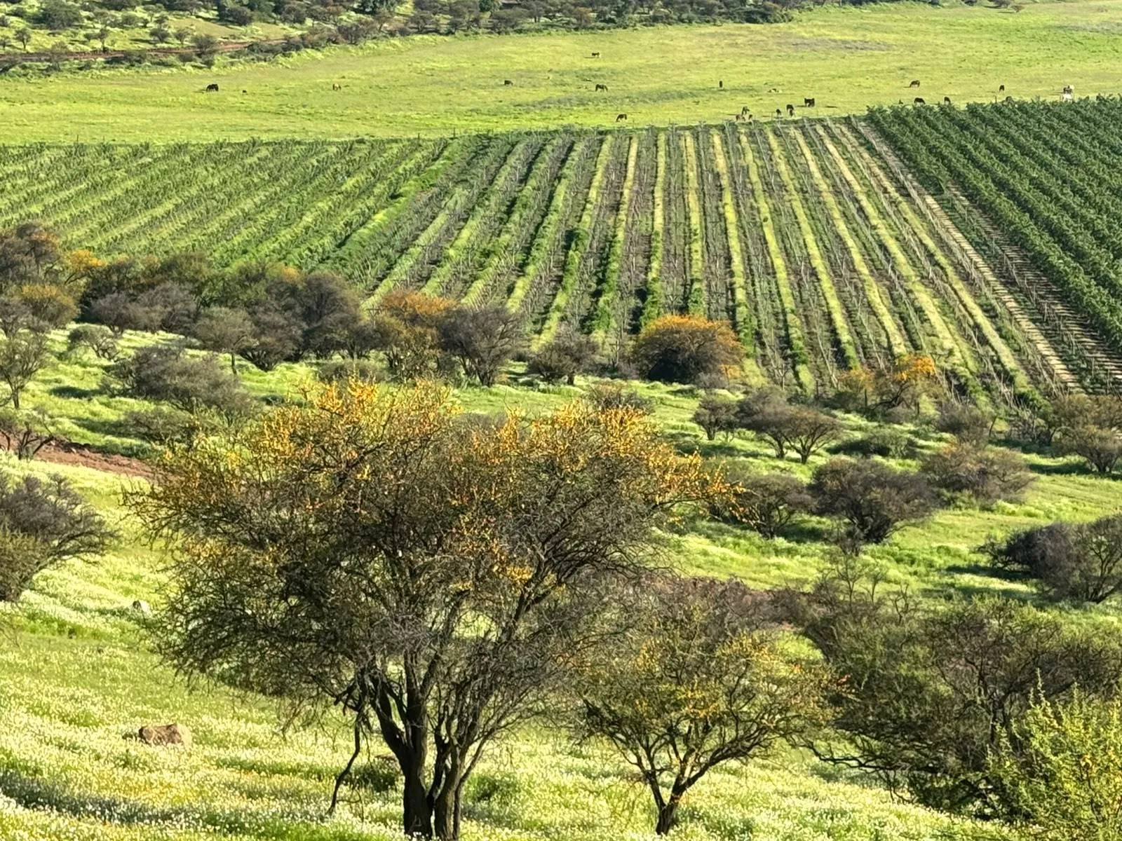 Espinos en flor frente a los viñedos, con caballos pastando